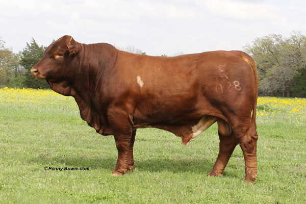 Herd Sires | Zipperer Beefmasters - Our premium cattle for sale ...