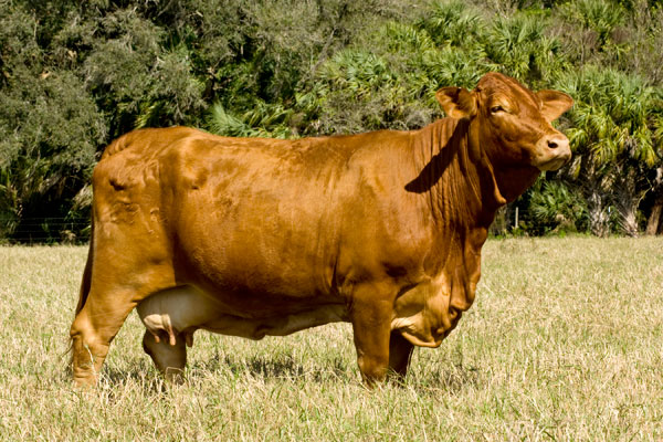 Cow Family | Zipperer Beefmasters - Our Cow Family for sale, contact us ...