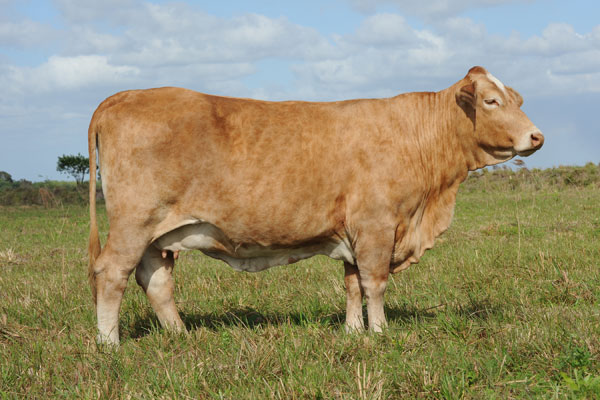 Cow Family | Zipperer Beefmasters - Our Cow Family for sale, contact us ...